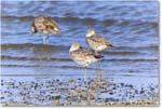 Willet_Assateague_2023Jun_R5B10409 copy