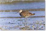 Willet_Assateague_2023Jun_R5B10429 copy