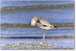 Willet_Assateague_2023Jun_R5B10485 copy