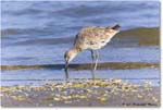 Willet_Assateague_2023Jun_R5B10500 copy