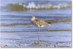 Willet_Assateague_2023Jun_R5B10536 copy