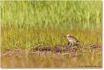 Willet_Assateague_2023Jun_R5B10705 copy