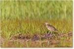 Willet_Assateague_2023Jun_R5B10717 copy