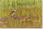 Willet_Assateague_2023Jun_R5B10734 copy