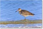 Willet_ChincoNWR_2023Jun_R5B11744 copy