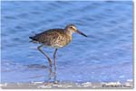 Willet_ChincoNWR_2023Jun_R5B11769 copy