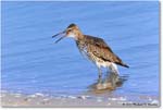 Willet_ChincoNWR_2023Jun_R5B11787 copy