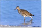 Willet_ChincoNWR_2023Jun_R5B11795 copy