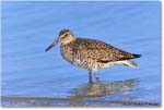 Willet_ChincoNWR_2023Jun_R5B11825 copy