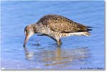 Willet_ChincoNWR_2023Jun_R5B11907 copy