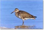 Willet_ChincoNWR_2023Jun_R5B11950 copy