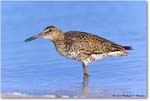 Willet_ChincoNWR_2023Jun_R5B11974 copy