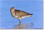 Willet_ChincoNWR_2023Jun_R5B12004 copy