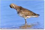 Willet_ChincoNWR_2023Jun_R5B12058 copy