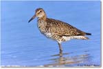 Willet_ChincoNWR_2023Jun_R5B12064 copy