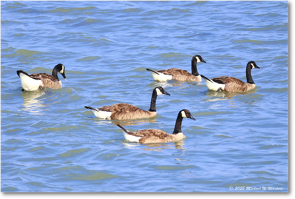 CanadaGoose_OysterBay_2025Jun_R50L0028