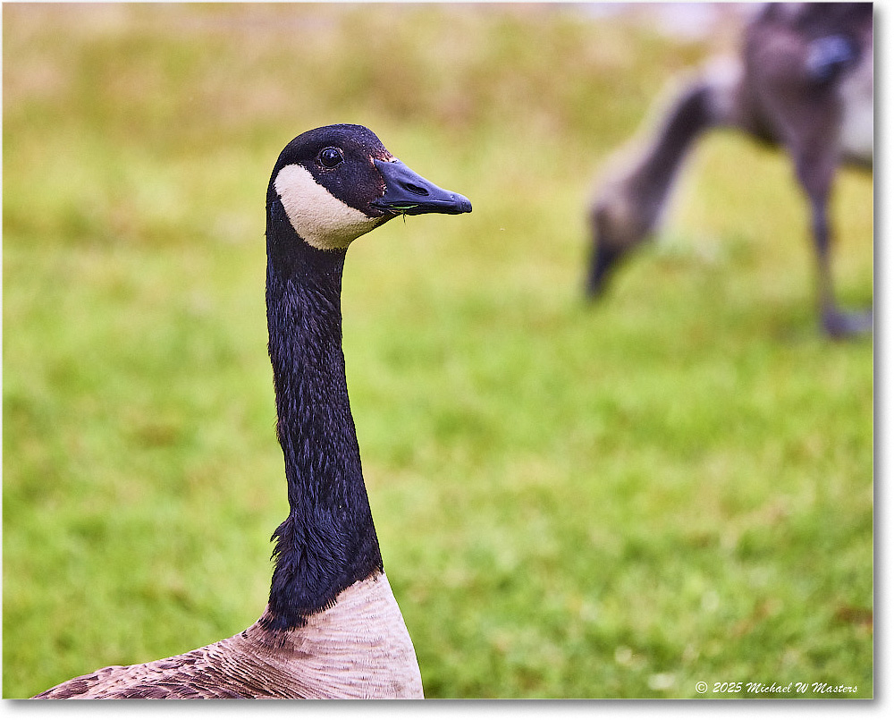 CanadaGoose_OysterBay_2025Jun_R5A25597