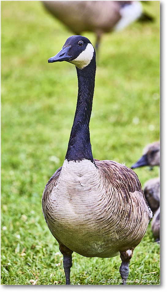 CanadaGoose_OysterBay_2025Jun_R5A25603