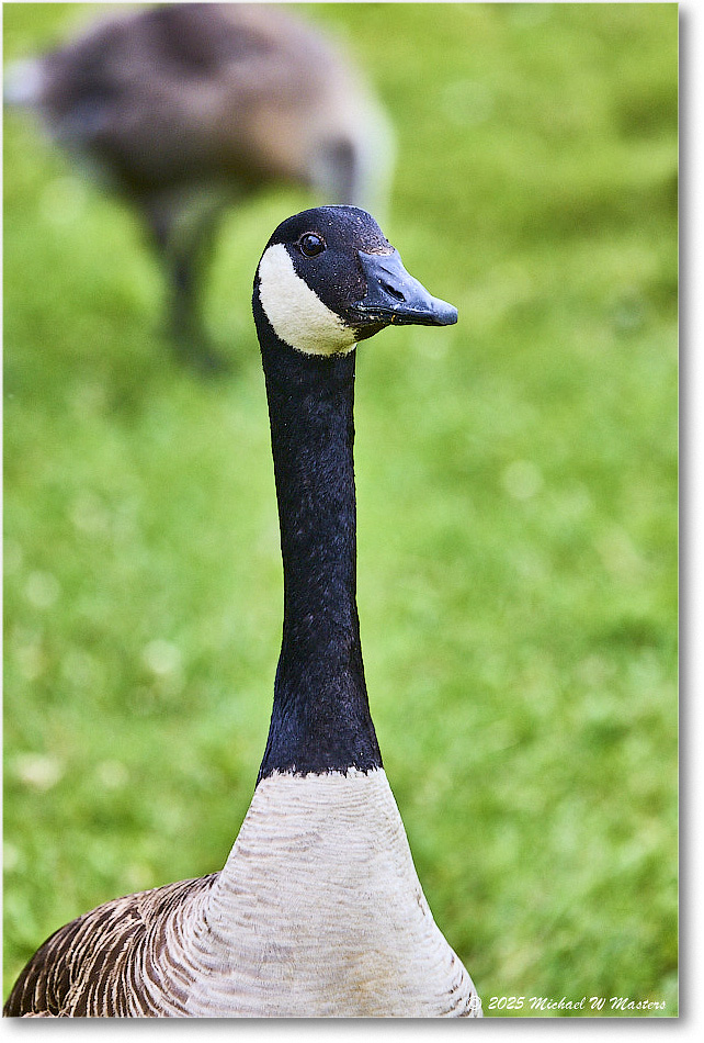 CanadaGoose_OysterBay_2025Jun_R5A25606