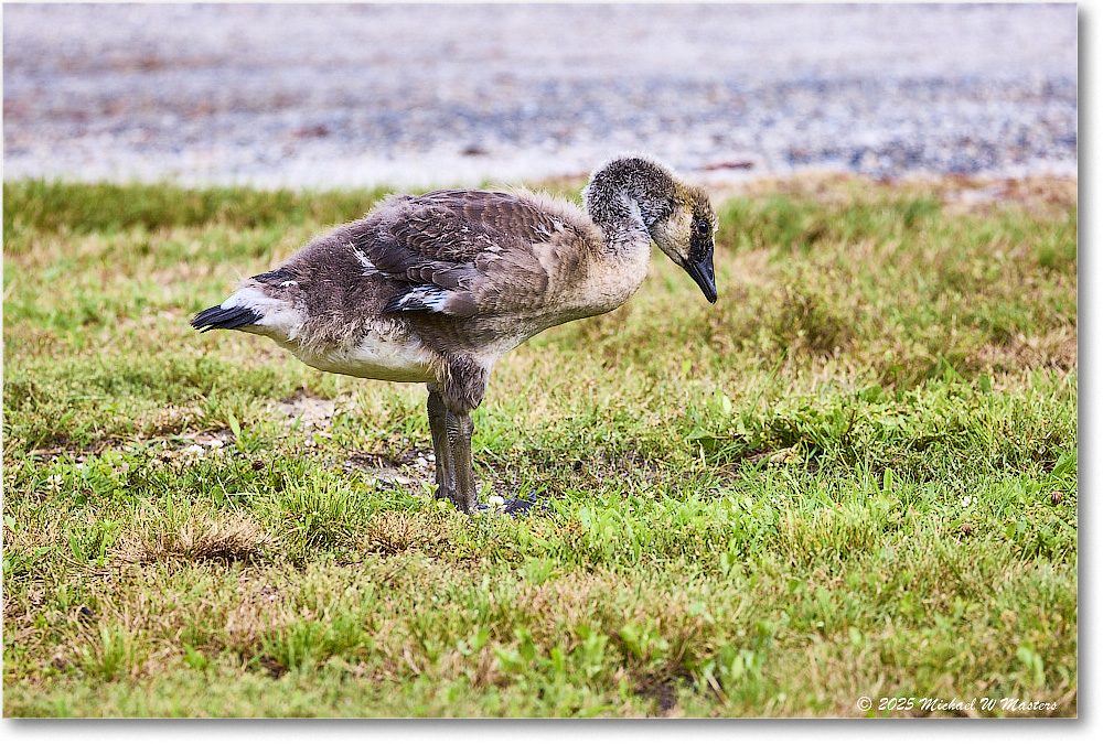 CanadaGoosling_OysterBay_2025Jun_R5A25579