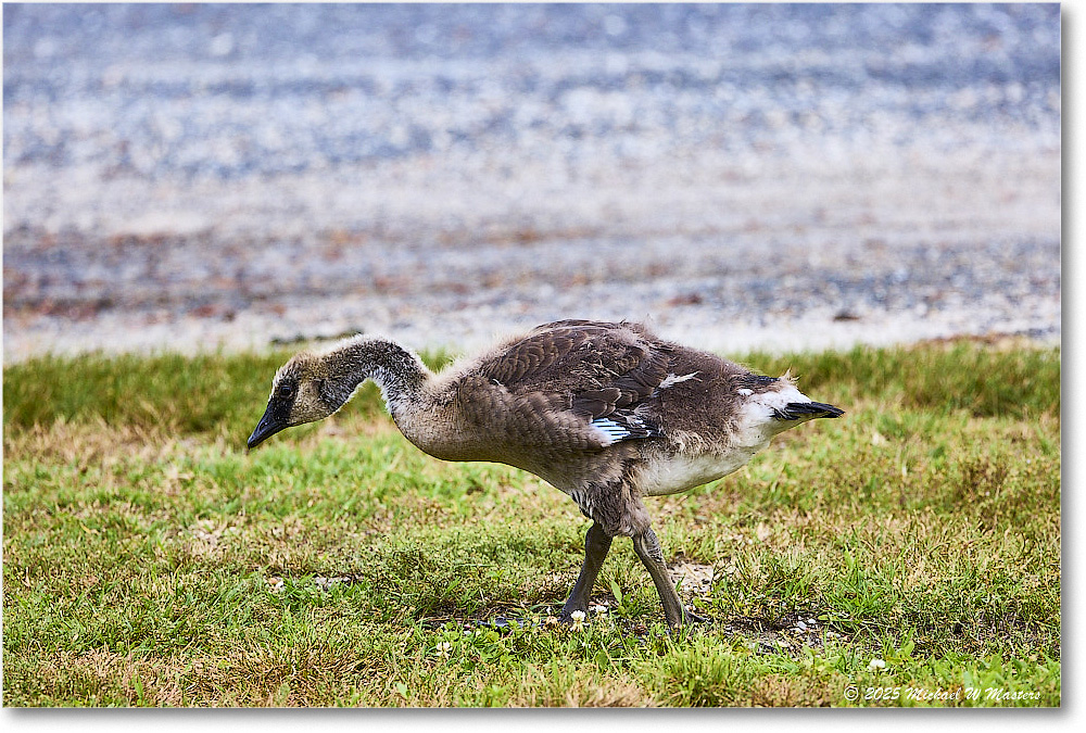 CanadaGoosling_OysterBay_2025Jun_R5A25580