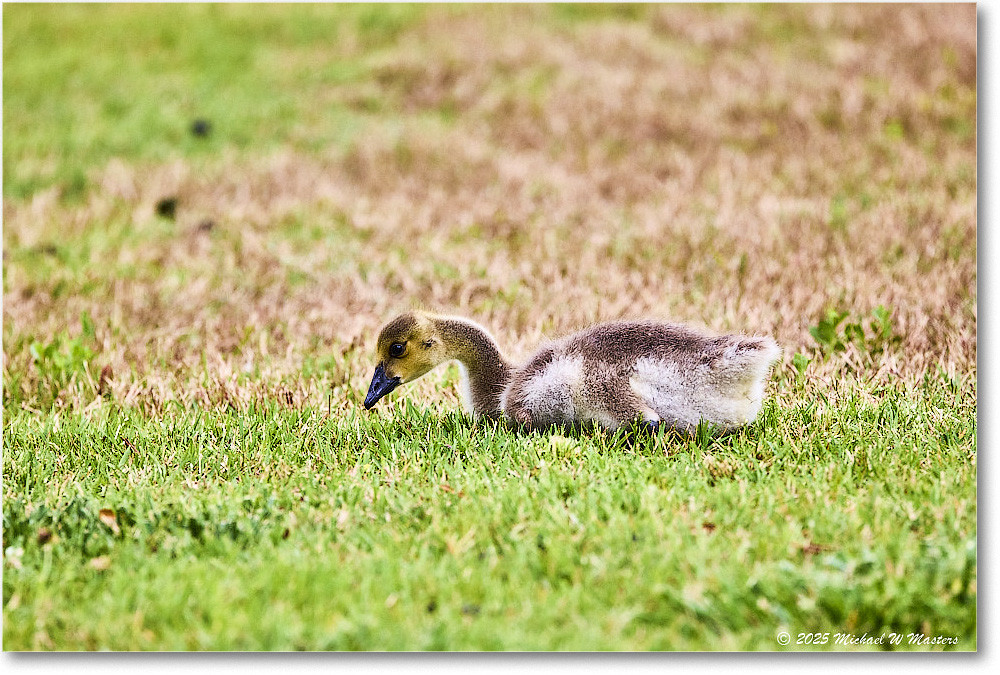 CanadaGoosling_OysterBay_2025Jun_R5A25589