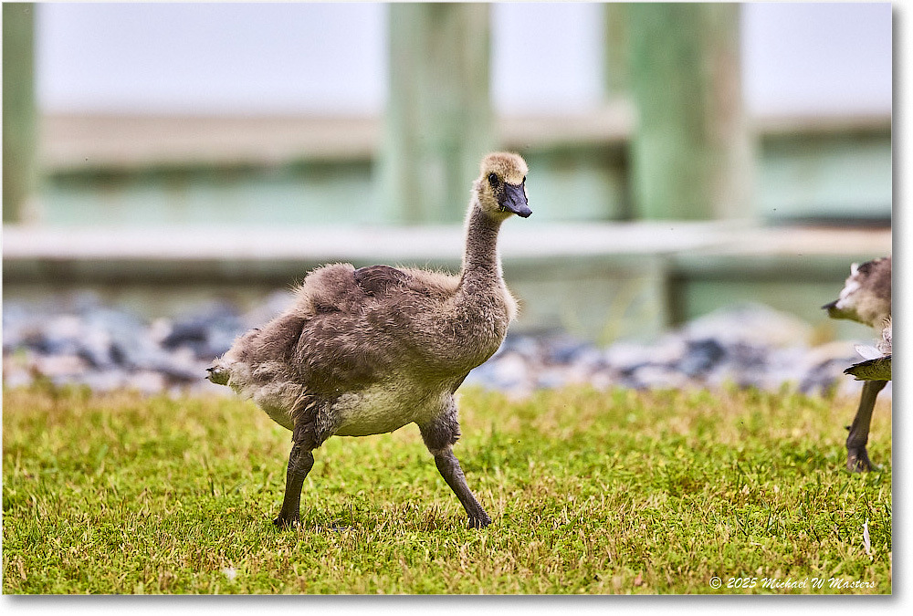 CanadaGoosling_OysterBay_2025Jun_R5A25609