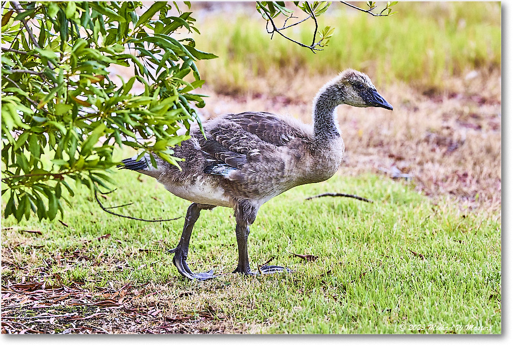 CanadaGoosling_OysterBay_2025Jun_R5A25611