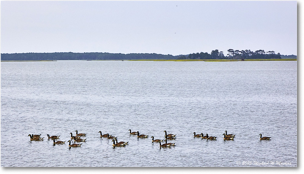GooseParade_OysterBay_2025Jun_R5B31283