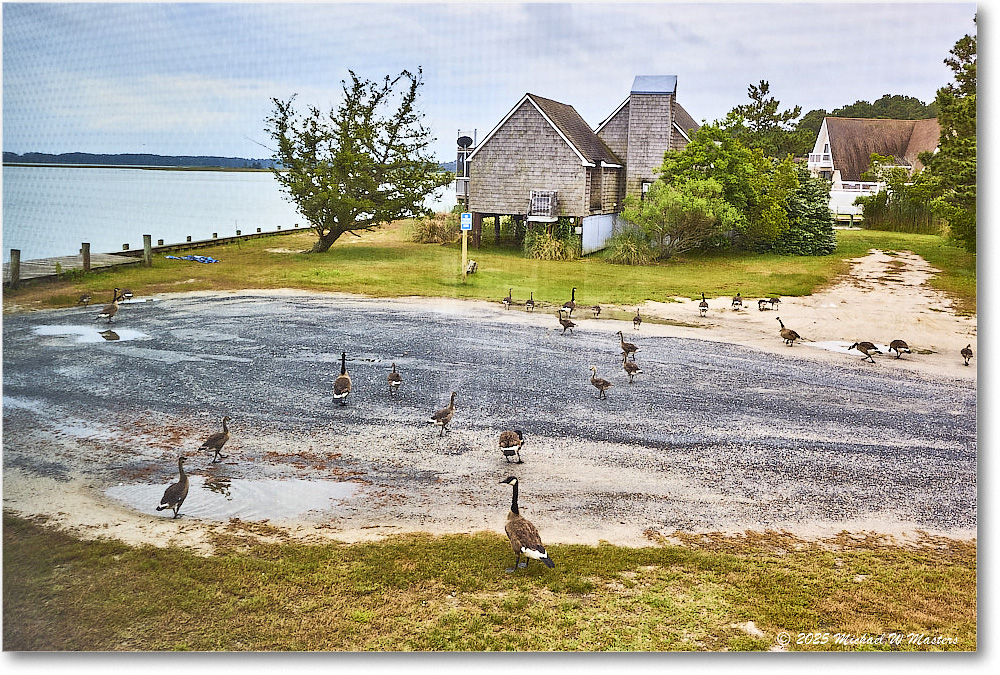 GooseParade_OysterBay_2025Jun_R5B31288