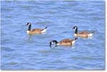 CanadaGoose_OysterBay_2025Jun_R50L0024