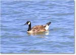 CanadaGoose_OysterBay_2025Jun_R50L0026