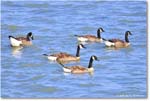 CanadaGoose_OysterBay_2025Jun_R50L0028