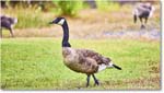 CanadaGoose_OysterBay_2025Jun_R5A25571