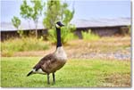 CanadaGoose_OysterBay_2025Jun_R5A25573