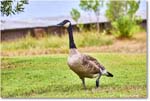 CanadaGoose_OysterBay_2025Jun_R5A25576