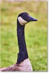 CanadaGoose_OysterBay_2025Jun_R5A25595