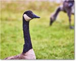 CanadaGoose_OysterBay_2025Jun_R5A25597