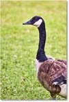 CanadaGoose_OysterBay_2025Jun_R5A25599
