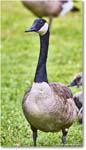 CanadaGoose_OysterBay_2025Jun_R5A25603
