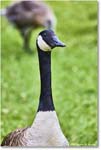 CanadaGoose_OysterBay_2025Jun_R5A25606