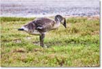 CanadaGoosling_OysterBay_2025Jun_R5A25579