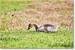 CanadaGoosling_OysterBay_2025Jun_R5A25589