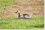 CanadaGoosling_OysterBay_2025Jun_R5A25590
