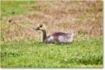 CanadaGoosling_OysterBay_2025Jun_R5A25592