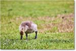CanadaGoosling_OysterBay_2025Jun_R5A25593