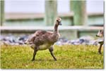 CanadaGoosling_OysterBay_2025Jun_R5A25609