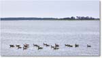 GooseParade_OysterBay_2025Jun_R5B31283