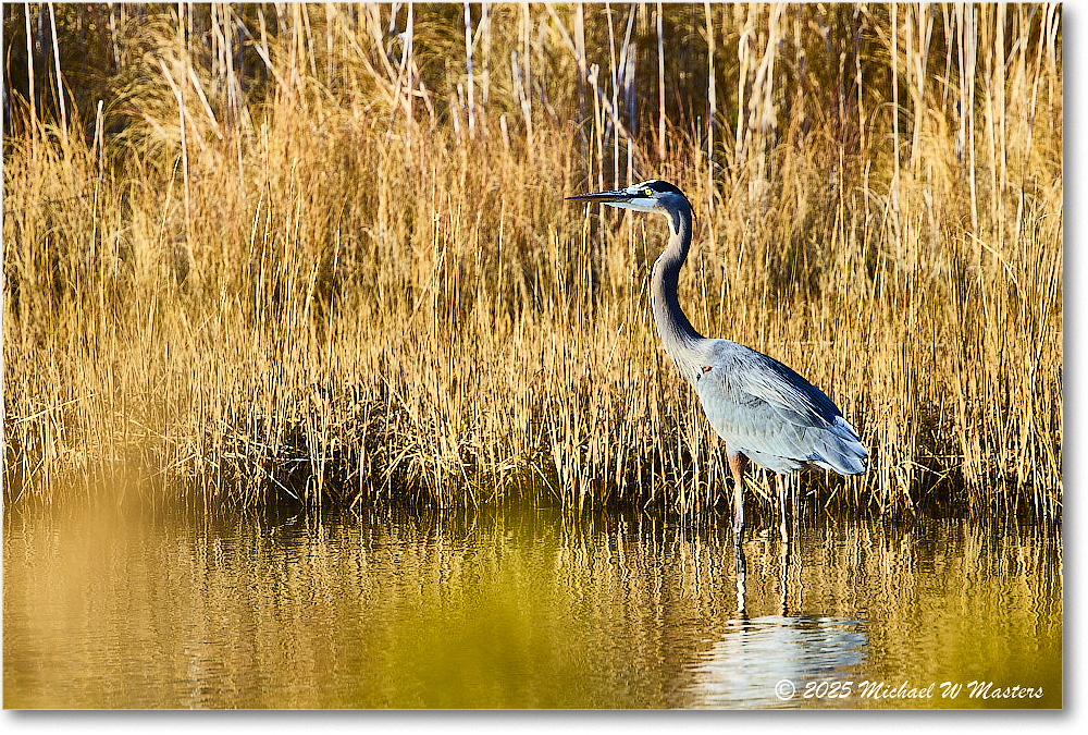GreatBlueHeron_ChincoNWR_2025Nov_R5C05552