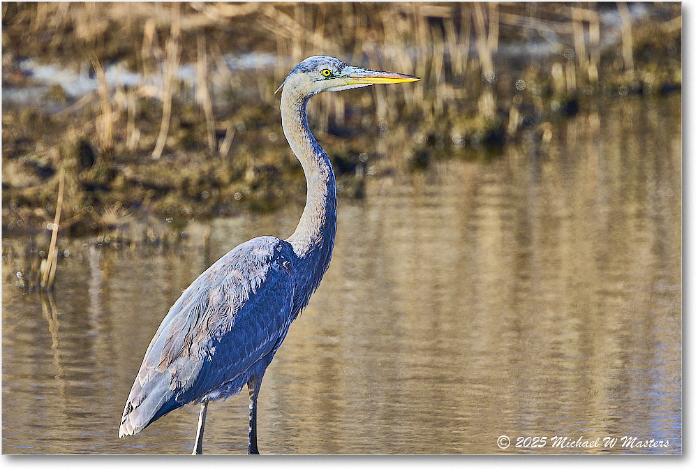 GreatBlueHeron_ChincoNWR_2025Nov_R5C05881